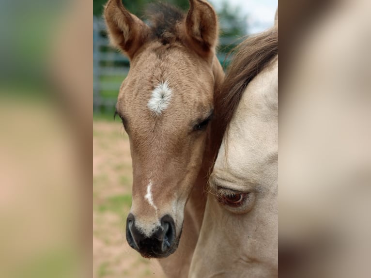 American Paint Horse Mare Foal (05/2025) 14,2 hh Tobiano-all-colors in Hellenthal