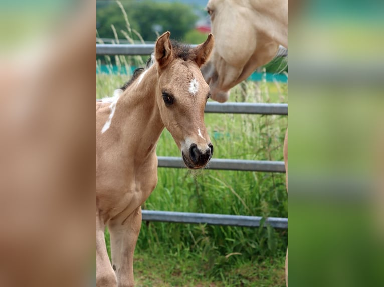 American Paint Horse Mare Foal (05/2025) 14,2 hh Tobiano-all-colors in Hellenthal