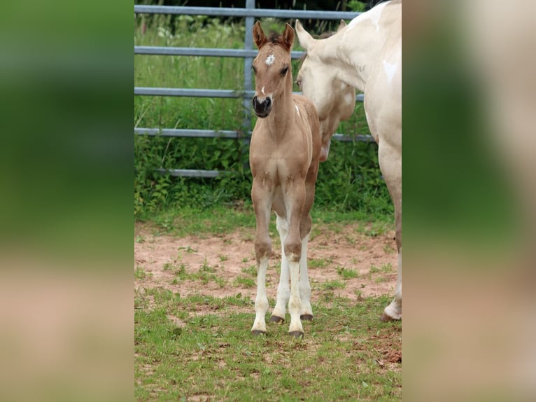 American Paint Horse Mare Foal (05/2025) 14,2 hh Tobiano-all-colors in Hellenthal