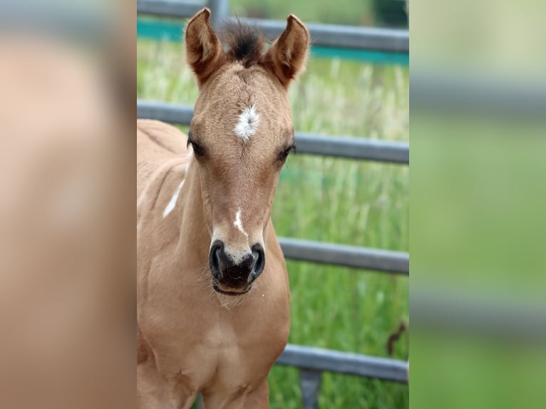 American Paint Horse Mare Foal (05/2025) 14,2 hh Tobiano-all-colors in Hellenthal