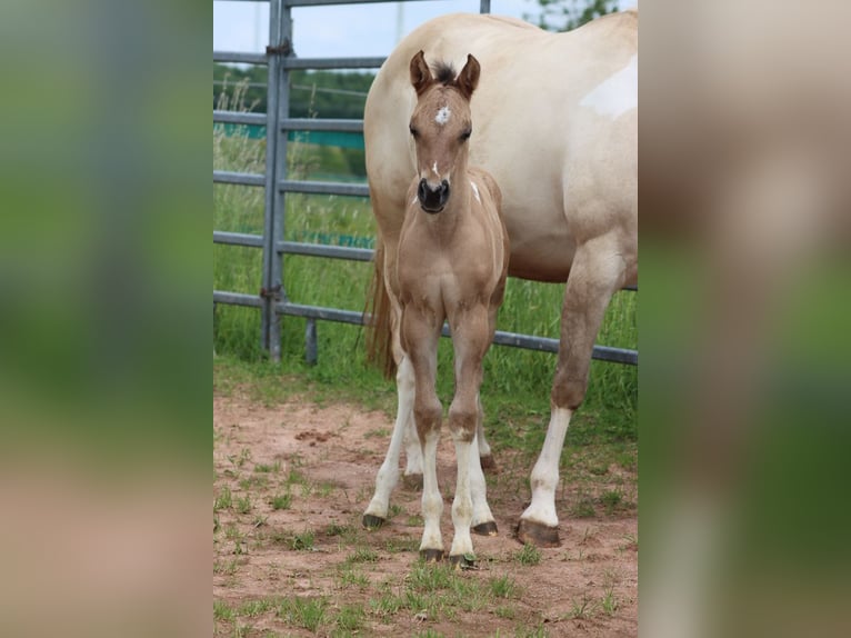 American Paint Horse Mare Foal (05/2025) 14,2 hh Tobiano-all-colors in Hellenthal