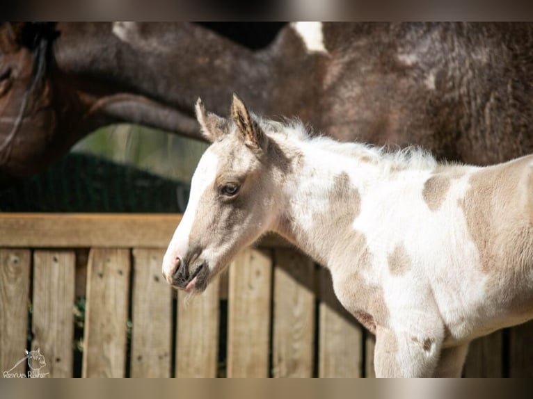 American Paint Horse Mare Foal (01/2026) 14,3 hh Pinto in Danstedt