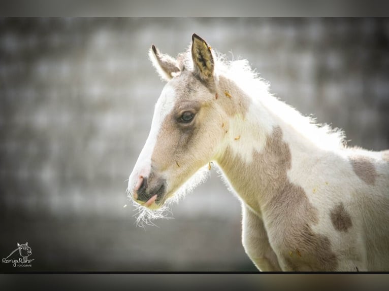 American Paint Horse Mare Foal (01/2026) 14,3 hh Pinto in Danstedt