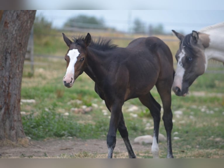 American Paint Horse Mare Foal (04/2026) 15.1 hh Bay-Dark in Thodure