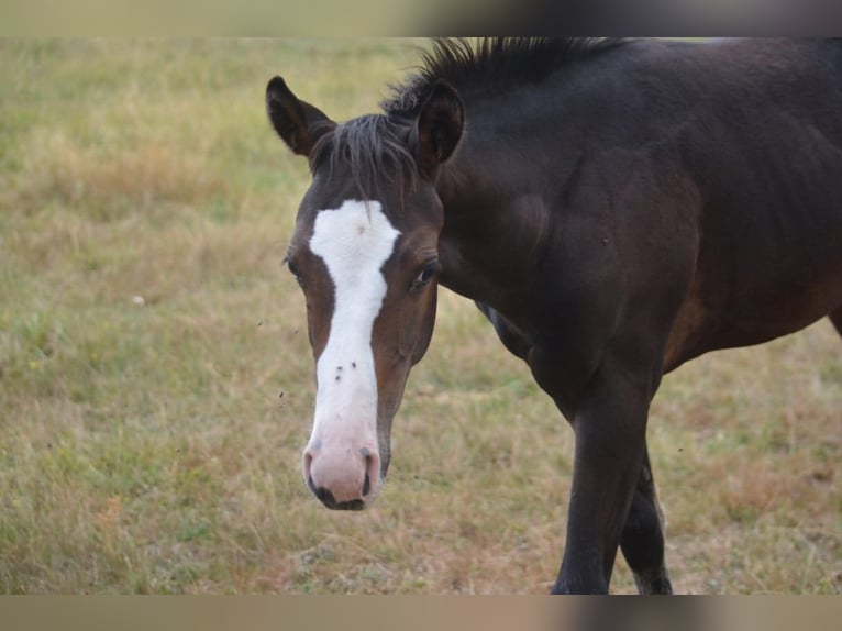 American Paint Horse Mare Foal (04/2026) 15.1 hh Bay-Dark in Thodure