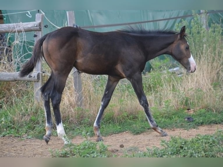 American Paint Horse Mare Foal (04/2026) 15.1 hh Bay-Dark in Thodure