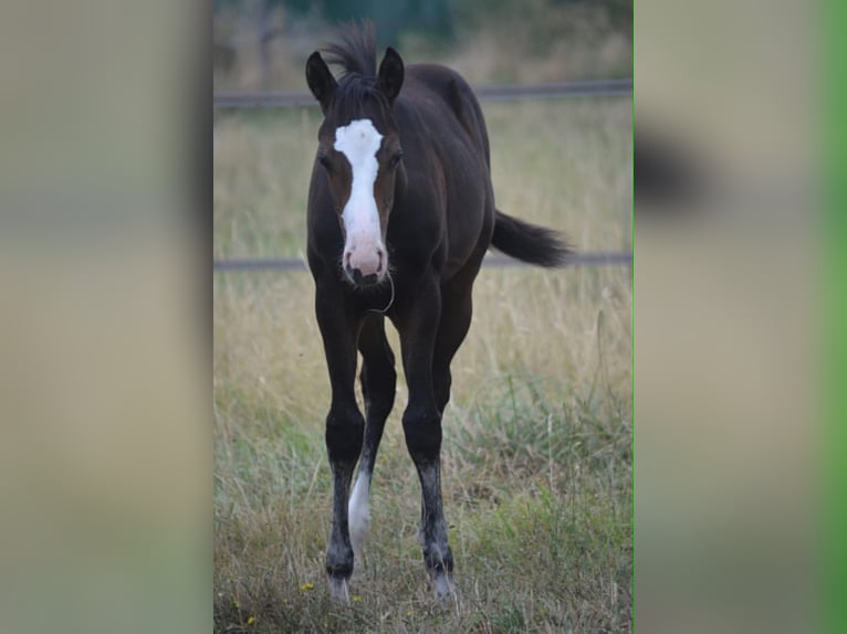 American Paint Horse Mare Foal (04/2026) 15.1 hh Bay-Dark in Thodure