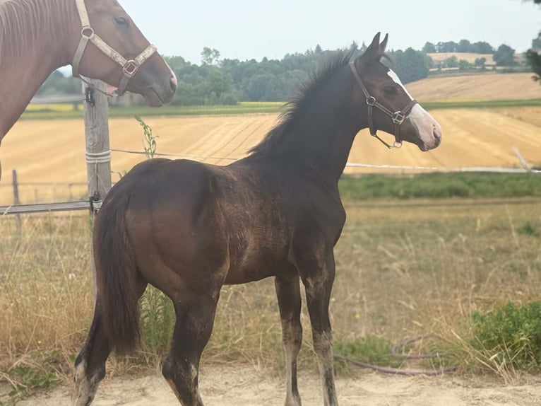 American Paint Horse Mare Foal (04/2026) 15.1 hh Bay-Dark in Thodure