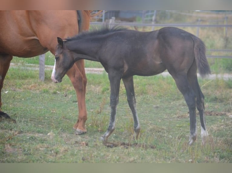 American Paint Horse Mare Foal (04/2026) 15.1 hh Bay-Dark in Thodure