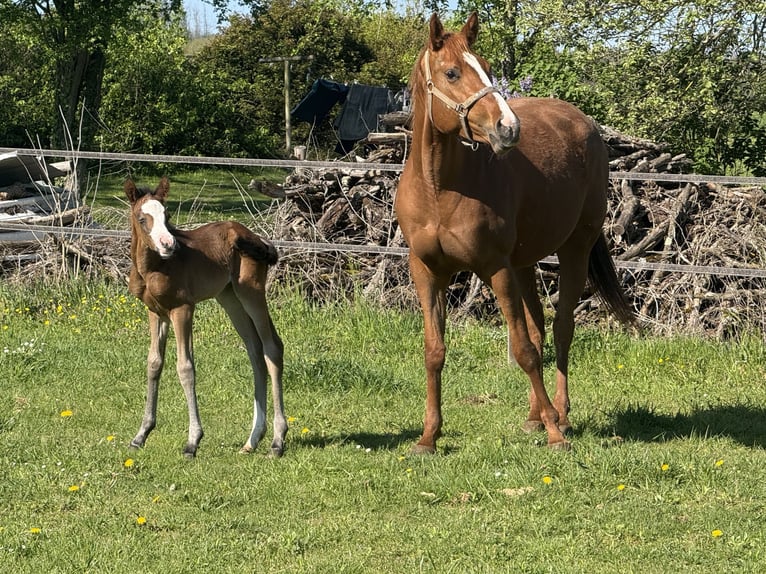 American Paint Horse Mare Foal (04/2026) 15.1 hh Bay-Dark in Thodure