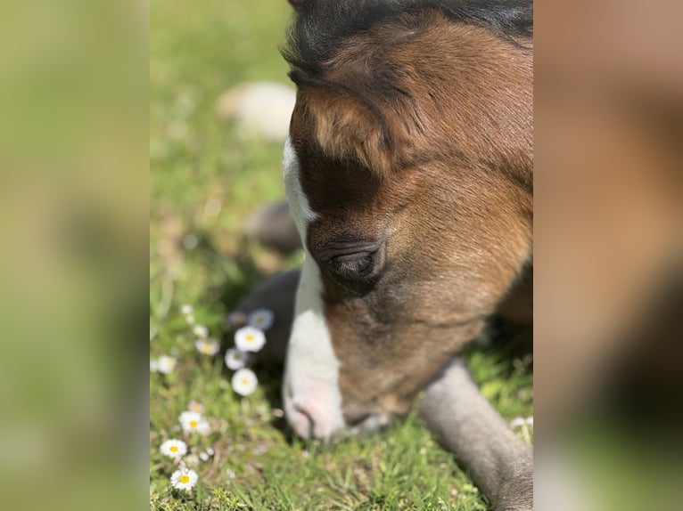 American Paint Horse Mare Foal (04/2026) 15.1 hh Bay-Dark in Thodure