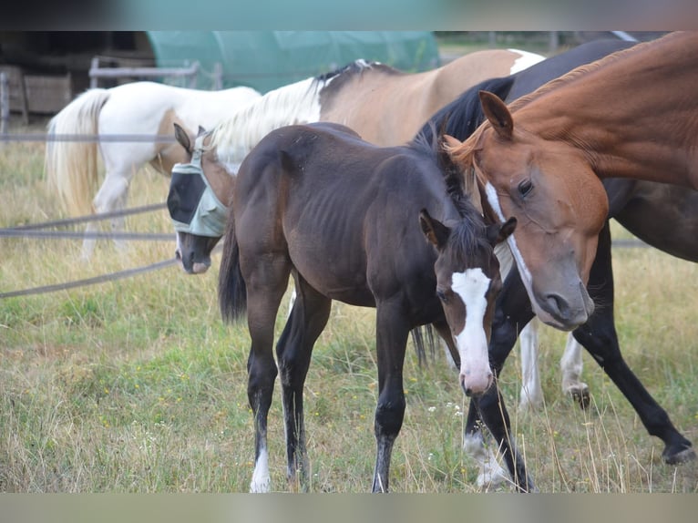 American Paint Horse Mare Foal (04/2026) 15.1 hh Bay-Dark in Thodure