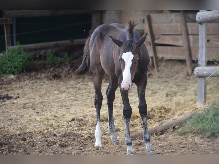 American Paint Horse Mare Foal (04/2026) 15.1 hh Bay-Dark in Thodure