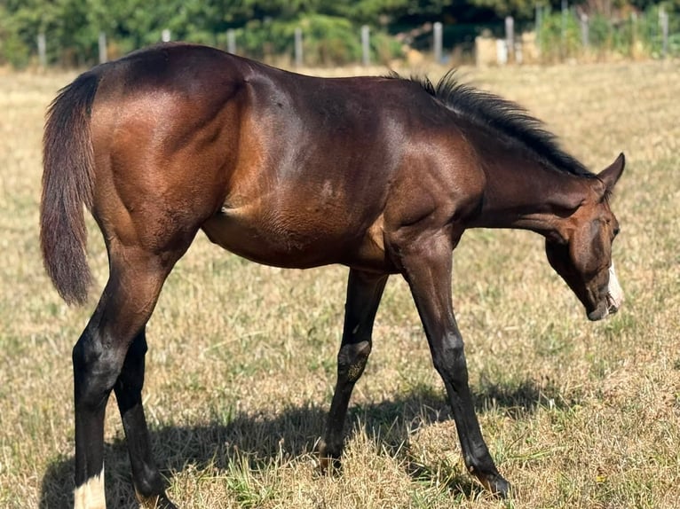 American Paint Horse Mare Foal (04/2026) 15.1 hh Brown in Thodure