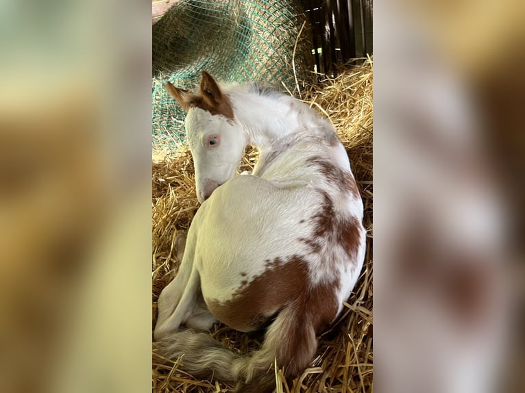 American Paint Horse Mare Foal (01/2026) 15.1 hh Overo-all-colors in Tours