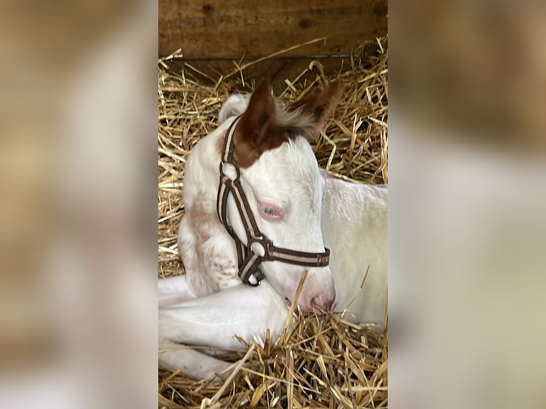 American Paint Horse Mare Foal (01/2026) 15.1 hh Overo-all-colors in Tours