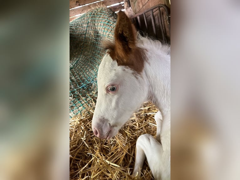 American Paint Horse Mare Foal (01/2026) 15.1 hh Overo-all-colors in Tours