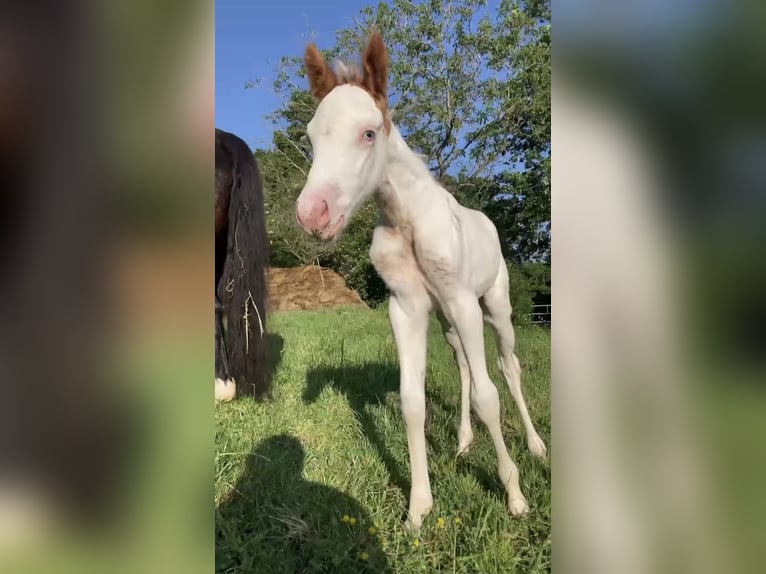 American Paint Horse Mare Foal (01/2026) 15.1 hh Overo-all-colors in Tours