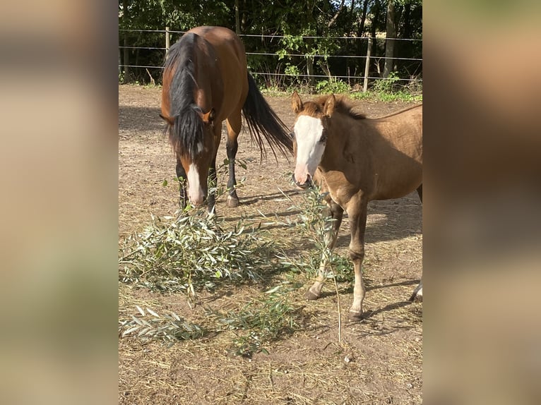American Paint Horse Mix Mare Foal (06/2026) 15.1 hh Tobiano-all-colors in Niederstetten