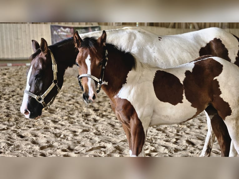 American Paint Horse Mare Foal (03/2026) 15.1 hh Tobiano-all-colors in Markdorf