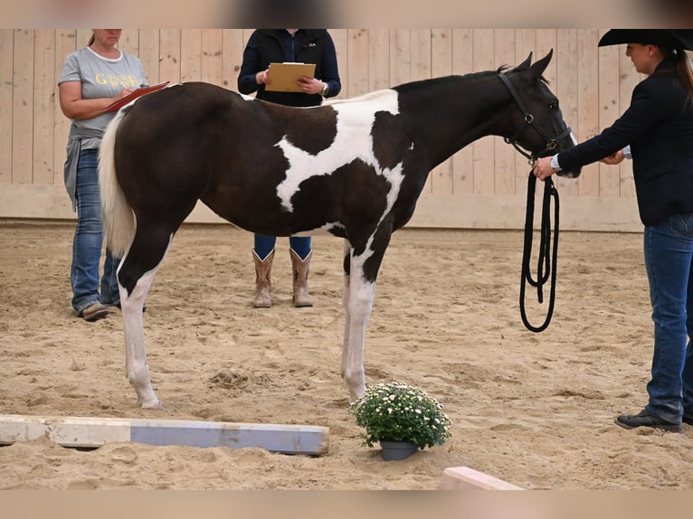 American Paint Horse Mare Foal (04/2026) 15.2 hh Black in Weichselbaum