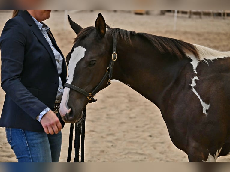 American Paint Horse Mare Foal (04/2026) 15.2 hh Black in Weichselbaum