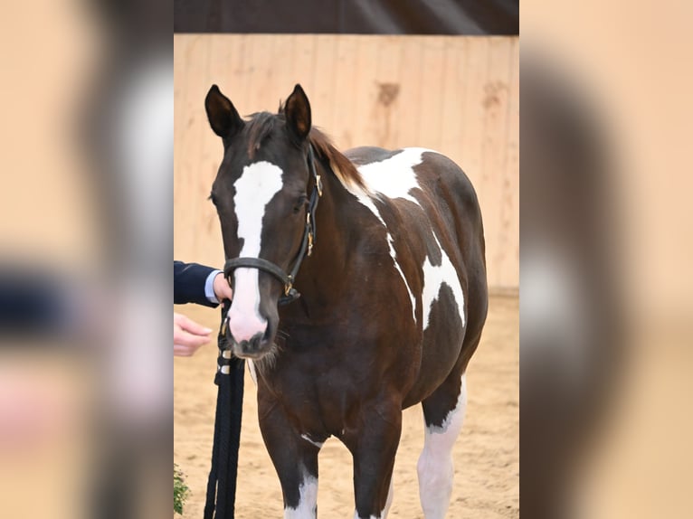 American Paint Horse Mare Foal (04/2026) 15.2 hh Black in Weichselbaum
