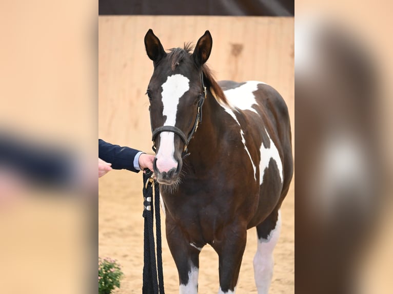 American Paint Horse Mare Foal (04/2026) 15.2 hh Black in Weichselbaum