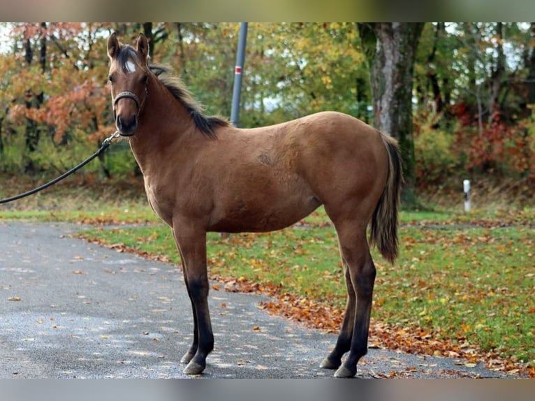 American Paint Horse Mare Foal (02/2025) 15 hh Brown in Hellenthal