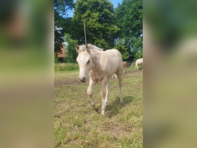 American Paint Horse Mare Foal (04/2026) 15 hh Buckskin in Rödinghausen