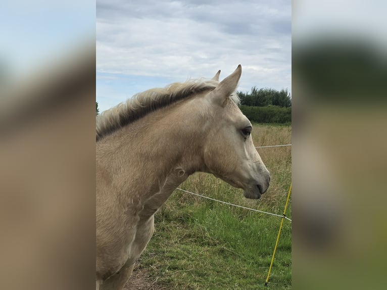 American Paint Horse Mare Foal (04/2026) 15 hh Buckskin in Rödinghausen
