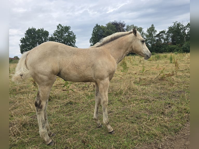 American Paint Horse Mare Foal (04/2026) 15 hh Buckskin in Rödinghausen
