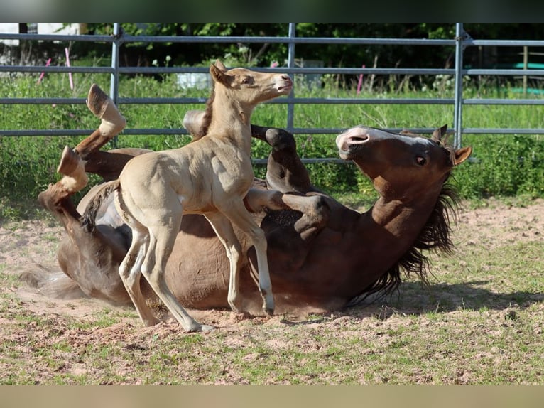 American Paint Horse Mare Foal (05/2025) 15 hh Champagne in Hellenthal