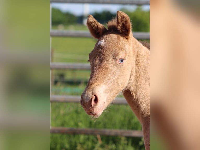 American Paint Horse Mare Foal (05/2025) 15 hh Champagne in Hellenthal