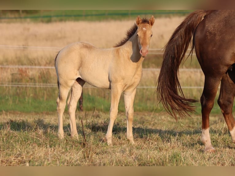 American Paint Horse Mare Foal (05/2025) 15 hh Champagne in Hellenthal