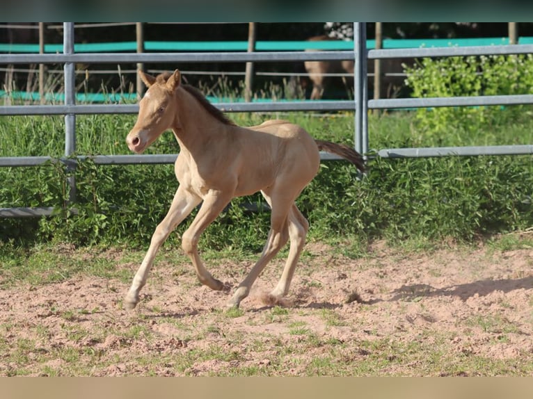 American Paint Horse Mare Foal (05/2025) 15 hh Champagne in Hellenthal