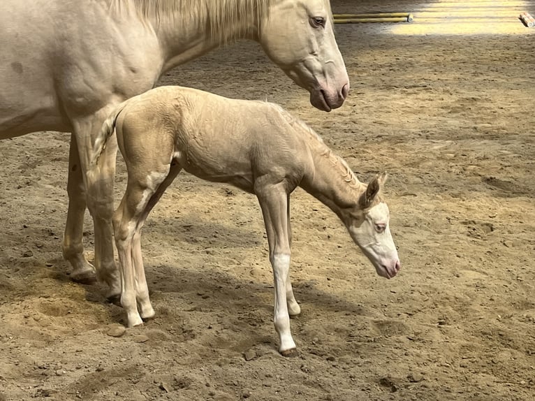 American Paint Horse Mare Foal (04/2026) 15 hh Overo-all-colors in Haldenwang