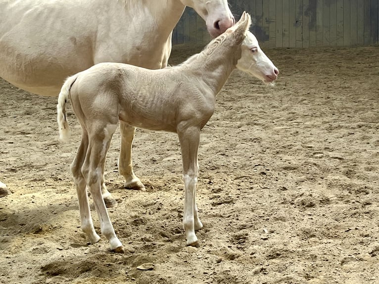 American Paint Horse Mare Foal (04/2026) 15 hh Overo-all-colors in Haldenwang