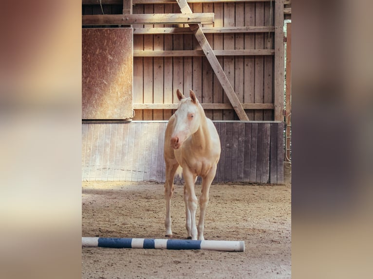 American Paint Horse Mare Foal (04/2026) 15 hh Overo-all-colors in Haldenwang