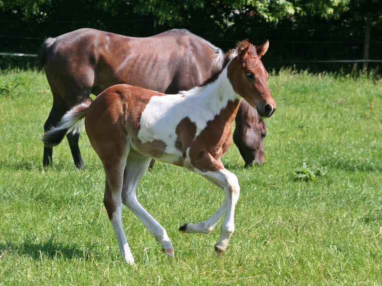 American Paint Horse Mare Foal (04/2026) 15 hh Pinto in Düsseldorf