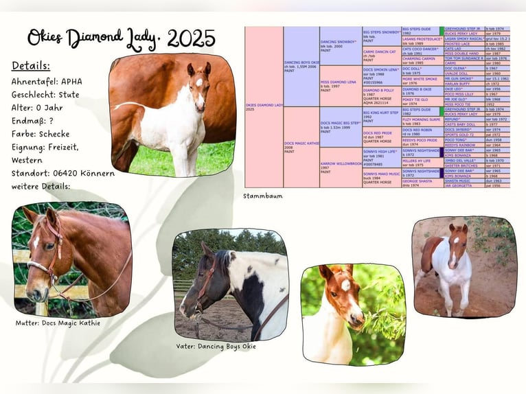 American Paint Horse Mare Foal (05/2025) 15 hh Pinto in K&#xF6;nnern