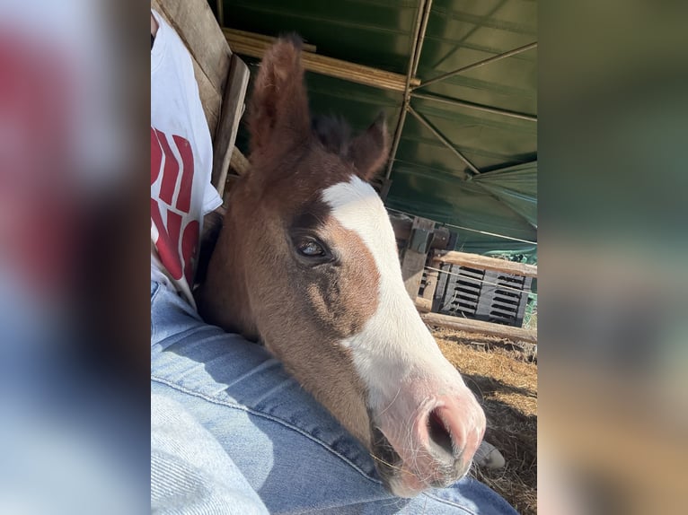 American Paint Horse Mare Foal (04/2026) 15,1 hh Bay-Dark in Thodure