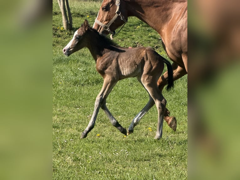 American Paint Horse Mare Foal (04/2026) 15,1 hh Bay-Dark in Thodure