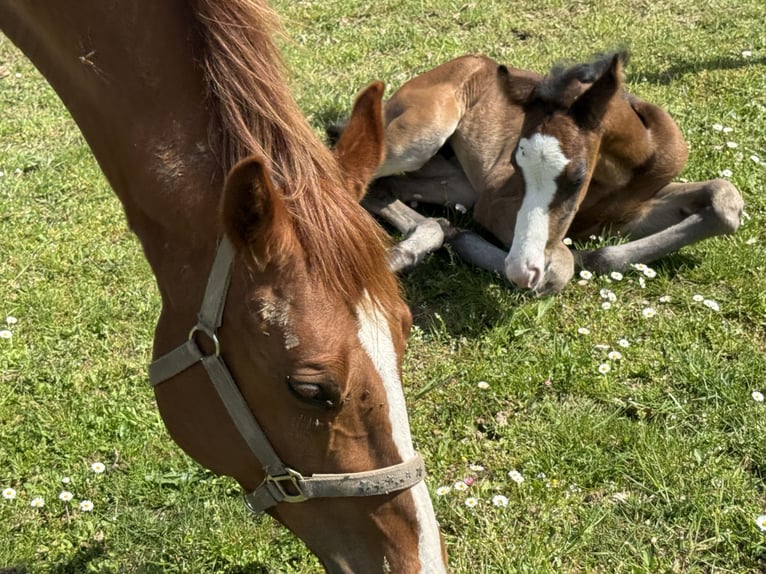 American Paint Horse Mare Foal (04/2026) 15,1 hh Bay-Dark in Thodure