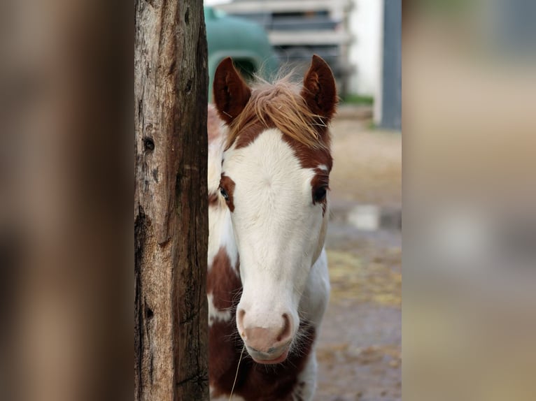 American Paint Horse Mare Foal (05/2025) 15,1 hh Overo-all-colors in Hellenthal