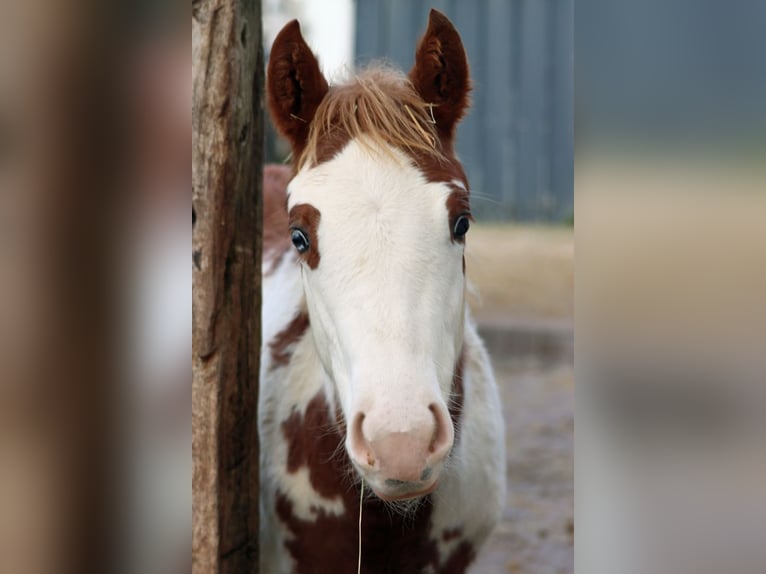 American Paint Horse Mare Foal (05/2025) 15,1 hh Overo-all-colors in Hellenthal