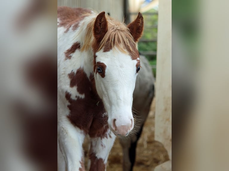 American Paint Horse Mare Foal (05/2025) 15,1 hh Overo-all-colors in Hellenthal