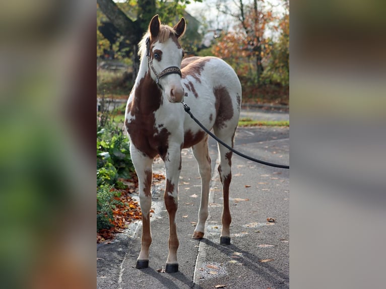 American Paint Horse Mare Foal (05/2025) 15,1 hh Overo-all-colors in Hellenthal