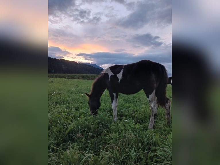 American Paint Horse Mix Mare Foal (04/2025) 15,1 hh Pinto in Paternion