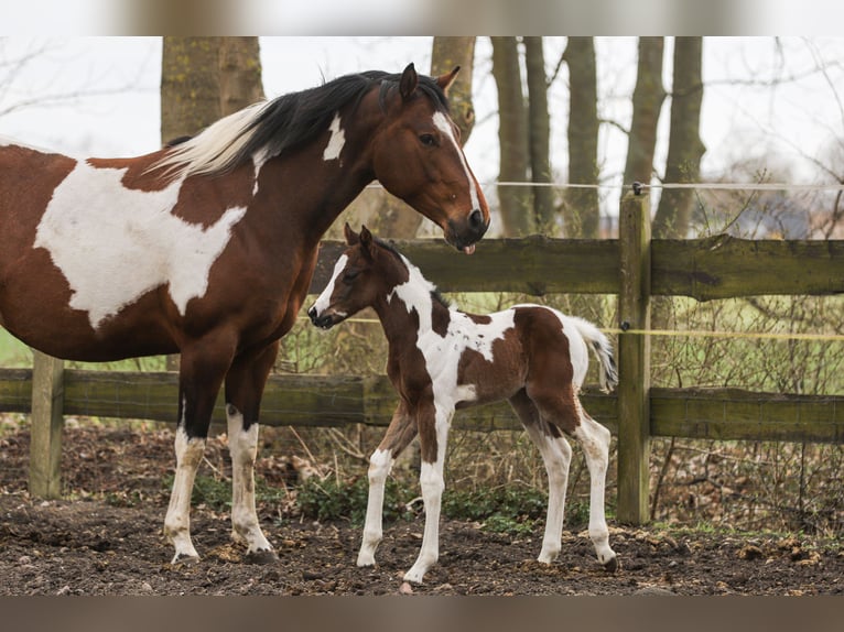 American Paint Horse Mix Mare Foal (04/2026) 15,1 hh Tobiano-all-colors in Dargen